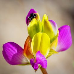 Swinging Bridge Trail - Found this adorable little jumping spider on a beautiful Harlequin lupine (my new fave flower lol) along the trail! (June 2025)