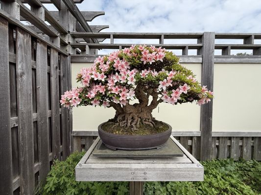 Matthaei Botanical Gardens by null