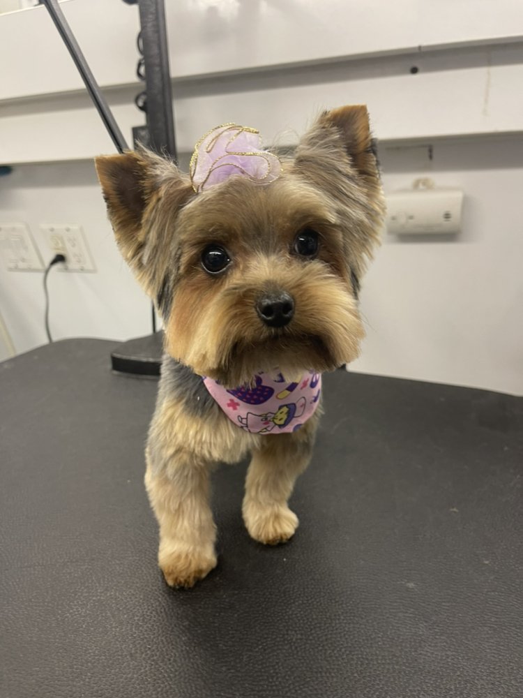 A CLASSY K9 PET GROOMING 80 Photos & 87 Reviews Beaumont, California Pet Groomers Phone