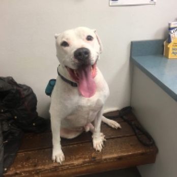 Palmdale Veterinary Hospital - Veterinarians Near Me - Palmdale, California Palmdale Veterinary Hospital - Veterinarians Near Me - Palmdale, California