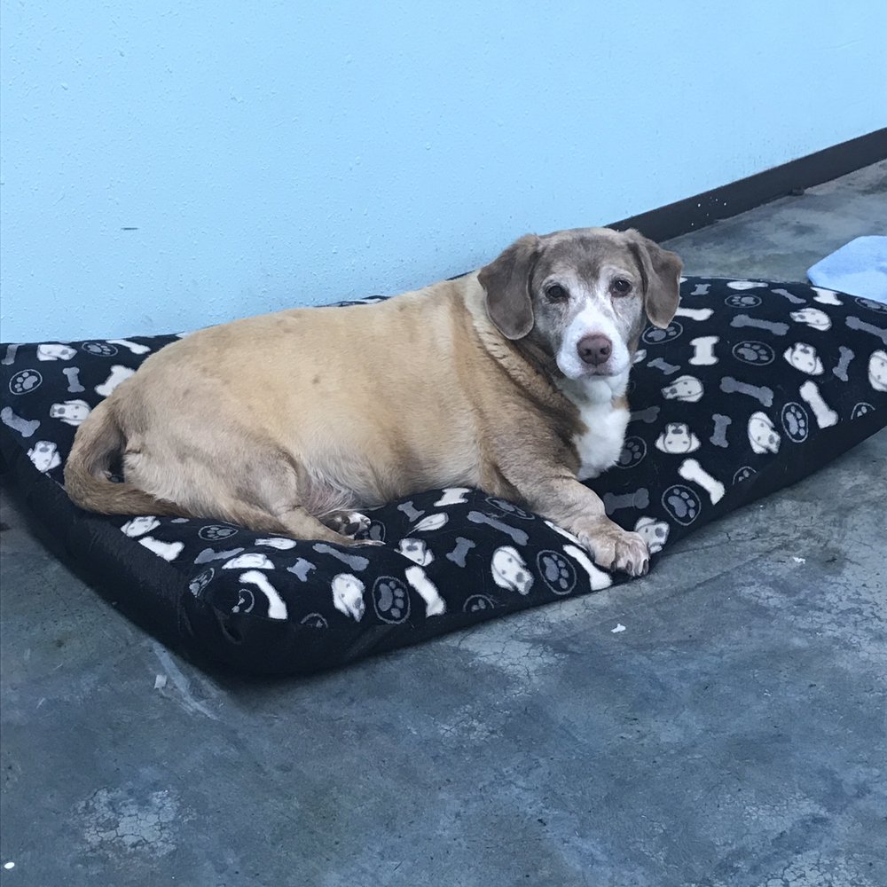 barkley's pawlor - pet boarding facility in Ozark, MO