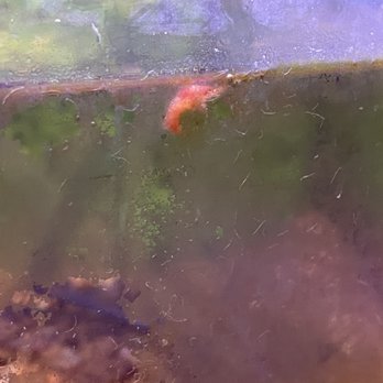 PetSmart - Disgusting fish tank - Pet Stores Near Me - SAN ANTONIO, Texas