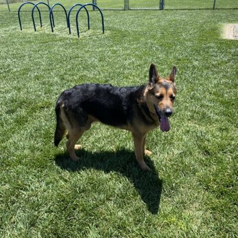 Koda Dog Park - This is my 12 year old German Shepard Chloe playing in the park she really loved it so much!!! - Dog Parks Near Me - Oakley, California
