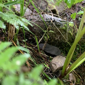 Swallow Falls State Park - Cute little moles everywhere - Parks Near Me - Oakland, Maryland