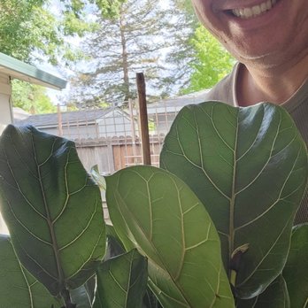 The Growing Groves Plant Shop - Beautifully braided Ficus Lyrata in a 10" pot! - Nurseries & Gardening Near Me - Davis, California The Growing Groves Plant Shop - Beautifully braided Ficus Lyrata in a 10" pot! - Nurseries & Gardening Near Me - Davis, California