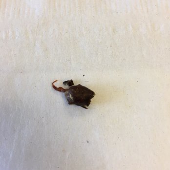 Ice Cream - A piece of bug I think? - Ice Cream & Frozen Yogurt Near Me - Modesto, California