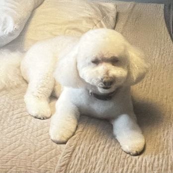 Pampered Pet - Just groomed, so pretty! - Pet Groomers Near Me - Riverside, California Pampered Pet - Just groomed, so pretty! - Pet Groomers Near Me - Riverside, California