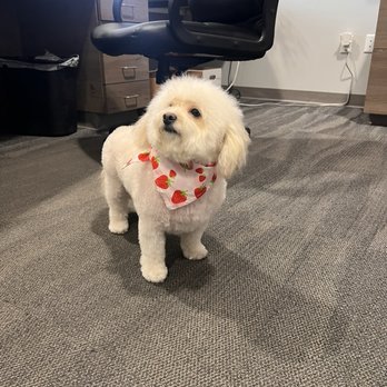 Groom Groom - Molly and her beautiful groom! - Pet Groomers Near Me