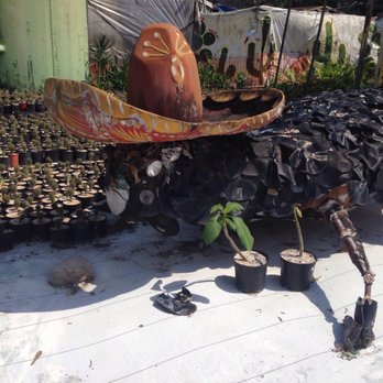 The Cactus King - Folk Arr - Nurseries & Gardening Near Me - Houston, Texas