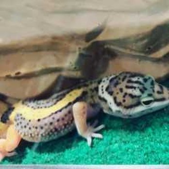 Petco - The perfect little dude! - Pet Stores Near Me - Mission Viejo, California Petco - The perfect little dude! - Pet Stores Near Me - Mission Viejo, California