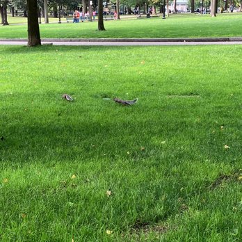 Boston Common - Parks Near Me - Boston, Massachusetts Boston Common - Parks Near Me - Boston, Massachusetts