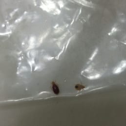 BED BUGS FOUND IN TWO DIFFERNT ROOMS THIS LOCATION HAS TWO BUILDING FOUND ONE BUG IN ONE ROOM IN ONE BUILDING AND THEE OTHER