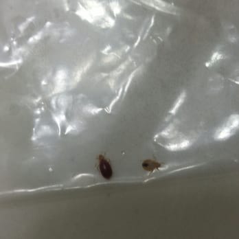 Days Inn Canton - BED BUGS FOUND IN TWO DIFFERNT ROOMS THIS LOCATION HAS TWO BUILDING FOUND ONE BUG IN ONE ROOM IN ONE BUILDING AND THEE OTHER - Hotels Near Me - Canton, Michigan