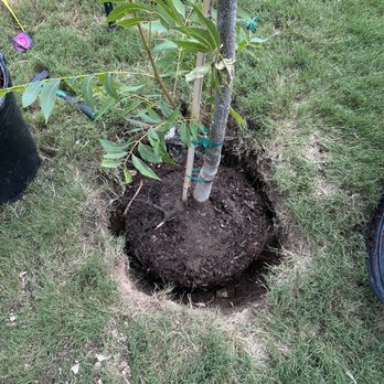 HCTT - The hole that was according to them going to be 'twice the size of the root ball' the first day - Tree Services Near Me - Round Rock, Texas HCTT - The hole that was according to them going to be 'twice the size of the root ball' the first day - Tree Services Near Me - Round Rock, Texas