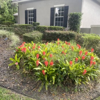 Sebastian Landscape Design - Removal of unwanted plants - Lawn Services Near Me Sebastian Landscape Design - Removal of unwanted plants - Lawn Services Near Me
