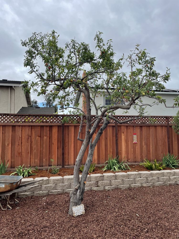 New Leaf Tree Service - tree service in San Jose, CA