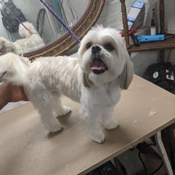 Fuzzies Pet Grooming - Pet Groomers Near Me - St. Louis, Missouri