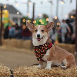Pa's Pumpkin Patch - Hay there @renzothecorgo