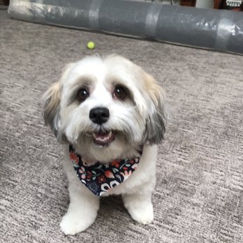 Canine Castle - Maisie after her first haircut at Canine Castle!   She is a three year old Havanese! - Pet Groomers Near Me - Simi Valley, California