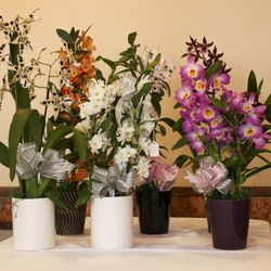 Eric Orchids