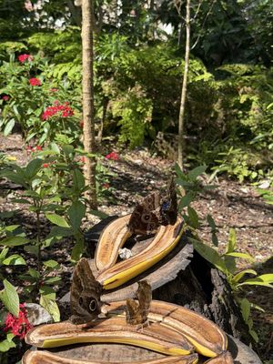 Fairchild Tropical Botanic Garden by null