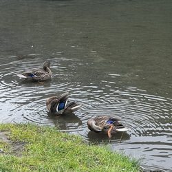 Mirror Lake
