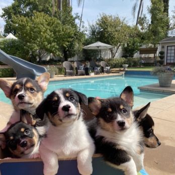 Matts Pool Service - Matt's Pool Service - Pool Cleaners Near Me - Riverside, California