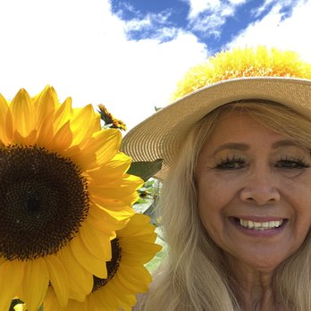 Aloun Farms - Ewa Sweet Festival.....Sunflowers...n Blue Skies - Farms Near Me - Kapolei, Hawaii