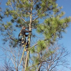 Bowen's Tree Service - We get the tallest of trees