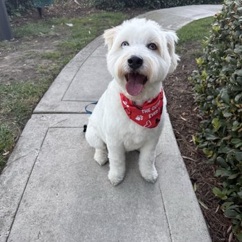 VIP DOGS Fast Grooming - After grooming picture! - Pet Groomers Near Me