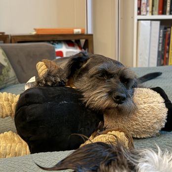 Pawsitive Scoopers - This is how you sleep when you know someone is picking up after you - Pet Waste Removal Near Me Pawsitive Scoopers - This is how you sleep when you know someone is picking up after you - Pet Waste Removal Near Me