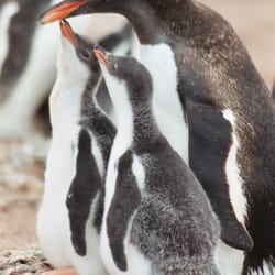 ExpeditionTrips - Gentoo penguins, Antarctica