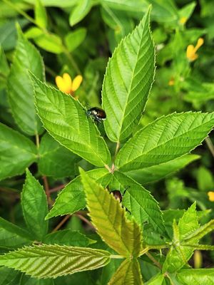 South Mountain Reservation by null