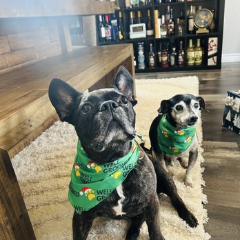 Well Groomed Pets - Henderson - Pet Groomers Near Me - Henderson, Nevada