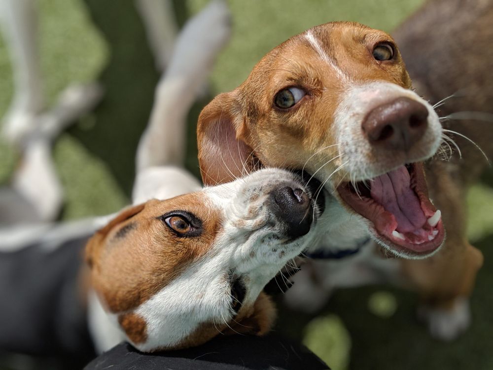 The Paw Pad - pet boarding facility in Fort Worth, TX
