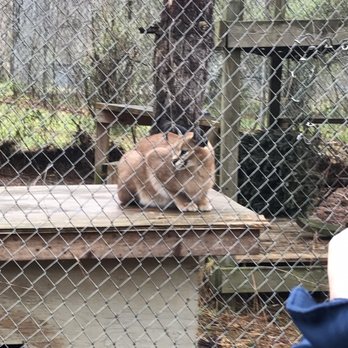 Carolina Tiger Rescue - Animal Shelters Near Me - Pittsboro, North Carolina Carolina Tiger Rescue - Animal Shelters Near Me - Pittsboro, North Carolina