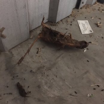 Public Storage - Dead rat - Self Storage Near Me - Atlanta, Georgia