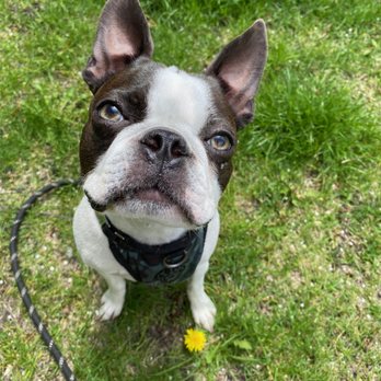 Merry Puppins Chicago - Bleu the Boston with those eyes! - Dog Walkers Near Me