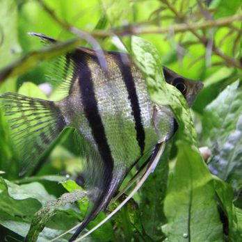 Coachella Valley Aquatics - Aquariums Near Me - Indio, California Coachella Valley Aquatics - Aquariums Near Me - Indio, California