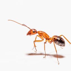 Ram Exterminators KC - Don't let this little guy ruin your day, get professional help, get Ram Exterminators KC.
