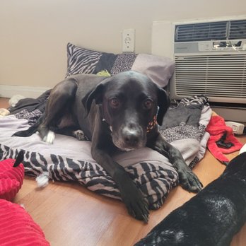 Unleashed by Petco - Very spoiled pup - Pet Training Near Me - North Hollywood, California