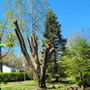 Photo of Mr Tree Service