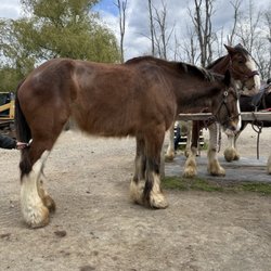 Willow Grove Farm - Biggest Clydesdale on the farm!