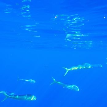 Kona Honu Divers - Mahi Mahi - Scuba Diving Near Me - Kailua-kona, Hawaii