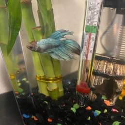 Miso the fish