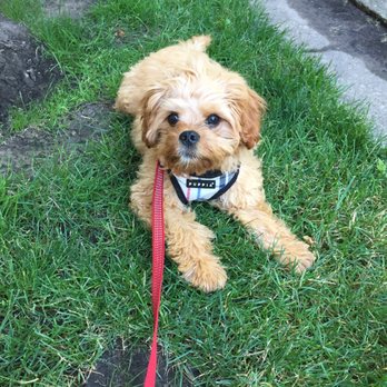 Wrigleyville Pet Care Services - Scooter have a great time on his walk with Carol! - Dog Walkers Near Me Wrigleyville Pet Care Services - Scooter have a great time on his walk with Carol! - Dog Walkers Near Me
