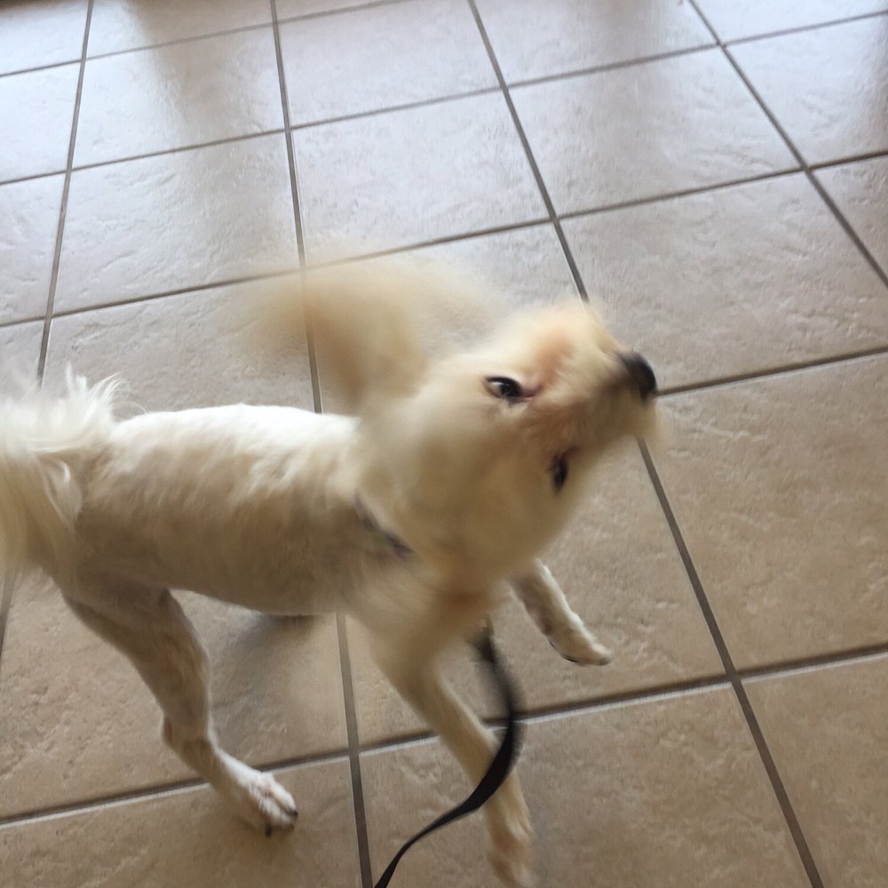 Pride-N-Groom - After--still looks distraught but much happier! - Pet Groomers Near Me - Fort Worth, Texas Pride-N-Groom - After--still looks distraught but much happier! - Pet Groomers Near Me - Fort Worth, Texas