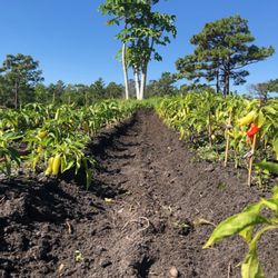 Florida Field To Forks - Peppers on Peppers