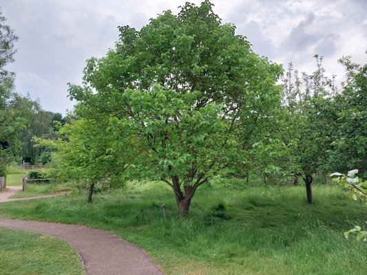 Anne Hathaway's Cottage by null