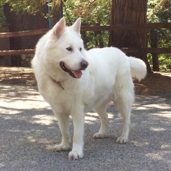 Ridgeline Veterinary Clinic - Nala our Samoyed Alaskan Malamute - Veterinarians Near Me - Cathedral City, California Ridgeline Veterinary Clinic - Nala our Samoyed Alaskan Malamute - Veterinarians Near Me - Cathedral City, California